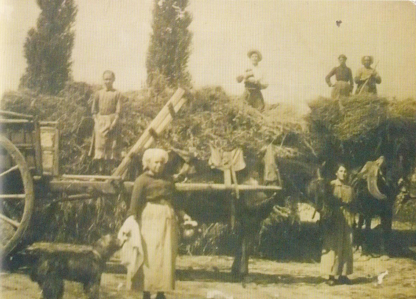 Scene de moissons a cherance